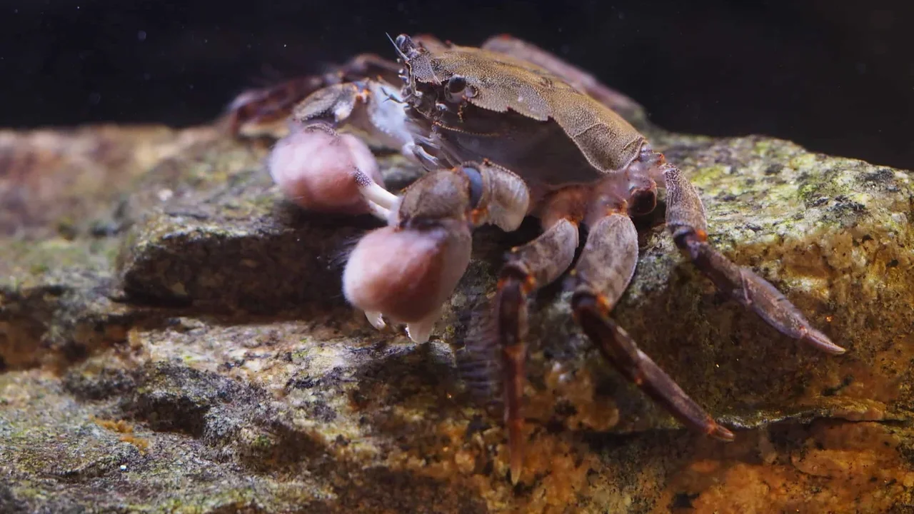 Hermit Crabs and Cockroaches Help Spread a Parasitic Plant's Seeds