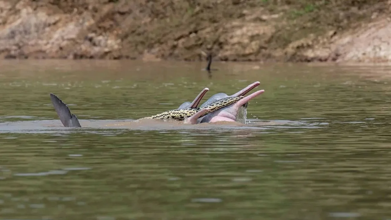 Bolivian River Dolphins Surprise Scientists With Rare Anaconda Encounter