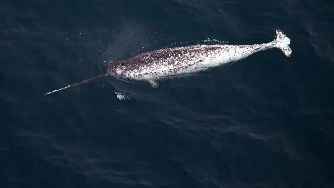 Narwhals Help Scientists Detect Hidden Atlantic Heat Beneath Greenland's Fjords