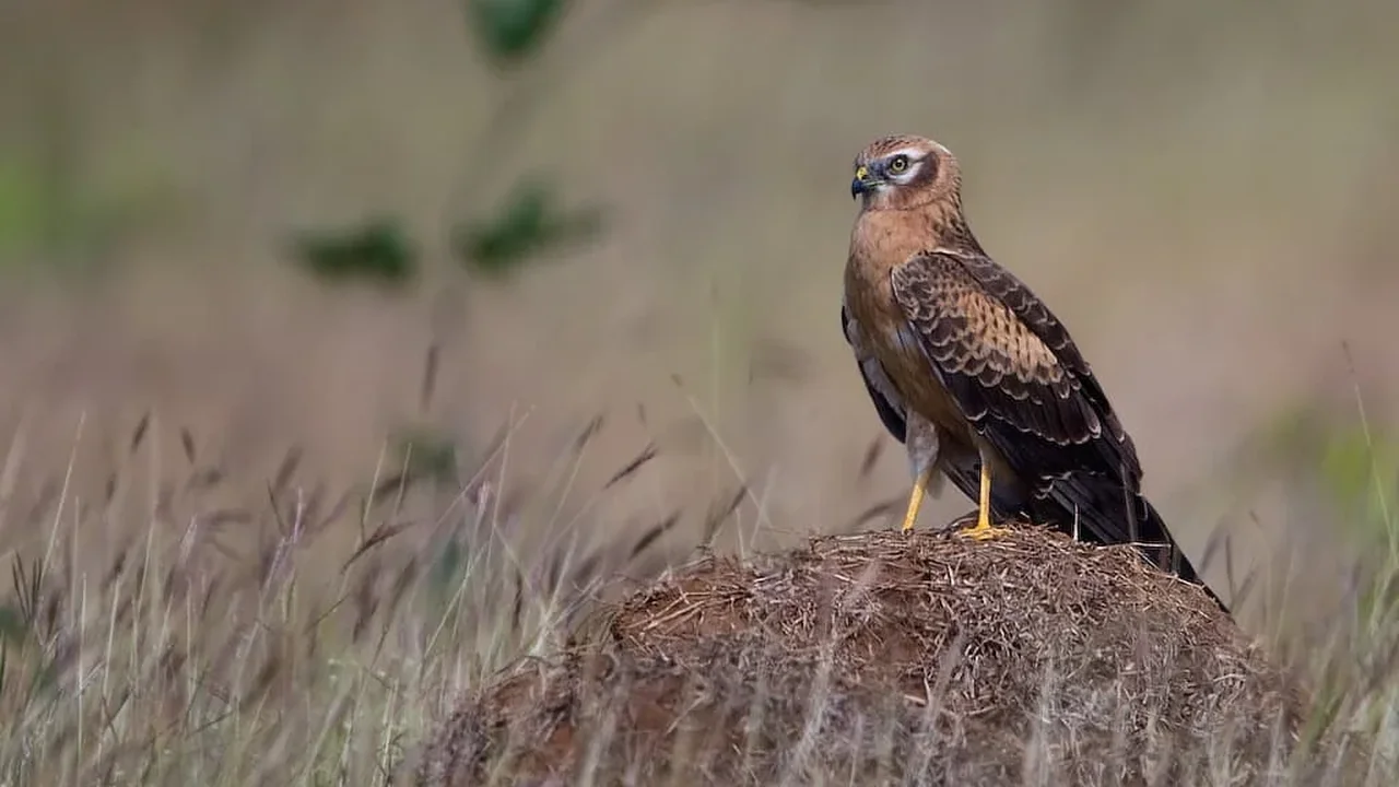 Britain's Rare Montagu's Harrier Gets a Remarkable Breeding Boost