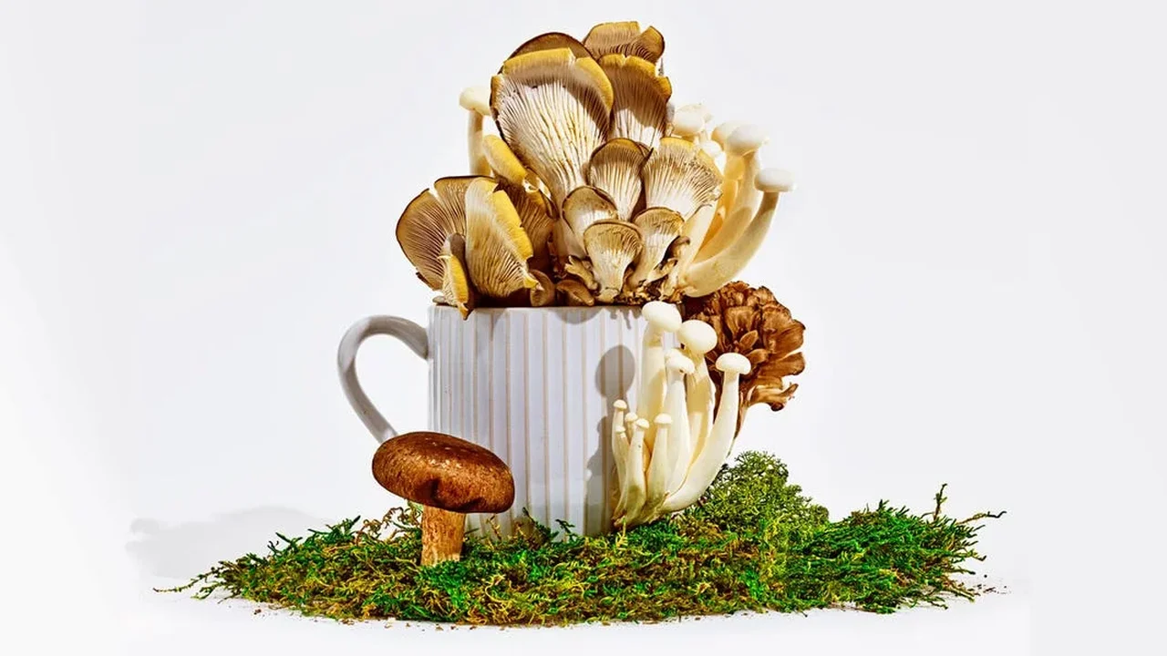 Do Mushroom Supplements Really Work? What the Science Actually Says