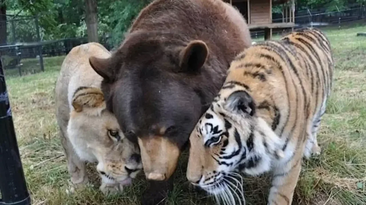 A Remarkable Sanctuary Bond: How a Lion, Tiger and Bear Built an Unlikely Family