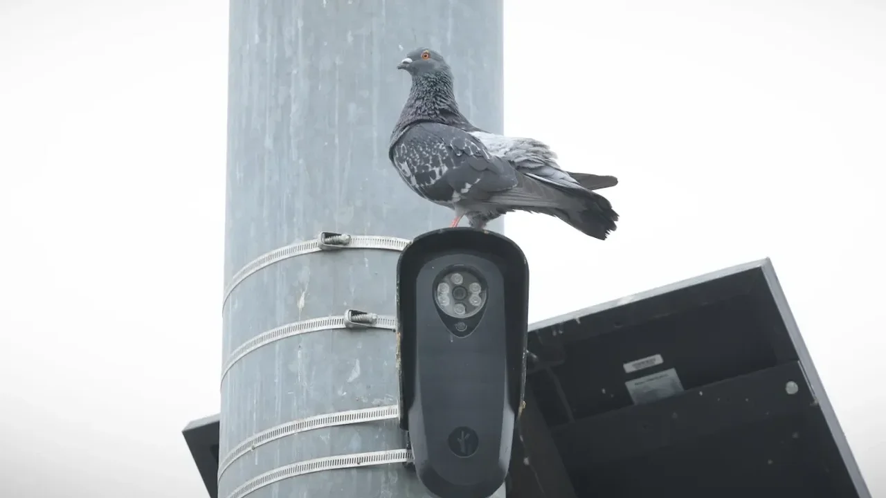 Florida and Texas Reassess Flock Camera Use Amid Privacy Debate