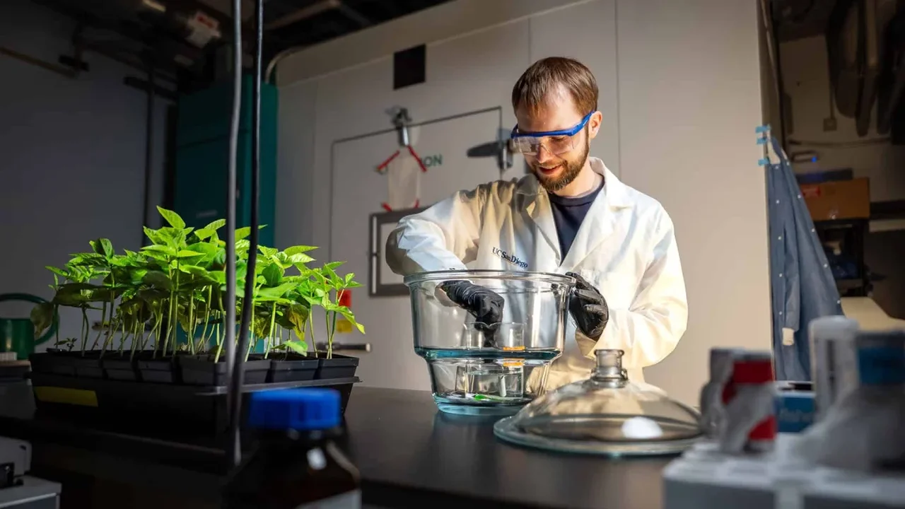 Scientists Turn Tobacco and Lettuce Into Biofactories for Meat-Like Protein