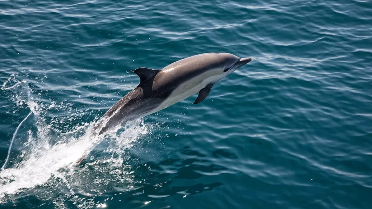 H5N1 Reaches Australia's First Dolphin Case as Wildlife Monitoring Intensifies