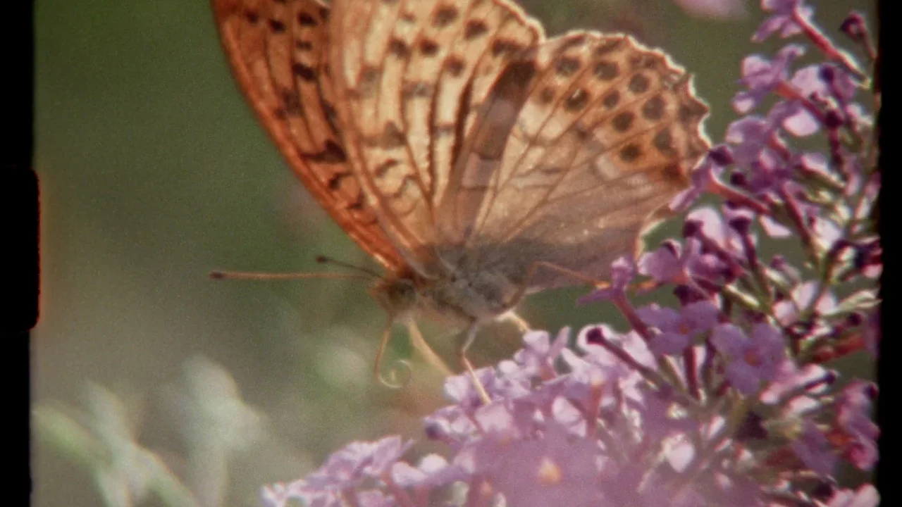 40 Filmmakers Across 25 Countries Create a Super 8 Tribute to Nature