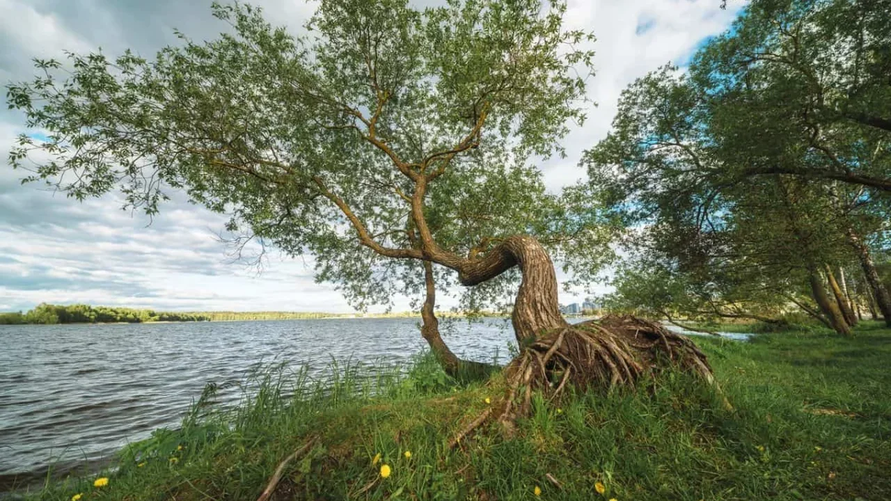 Poplar Trees Use Self-Sensing Wood to Gradually Correct Their Shape