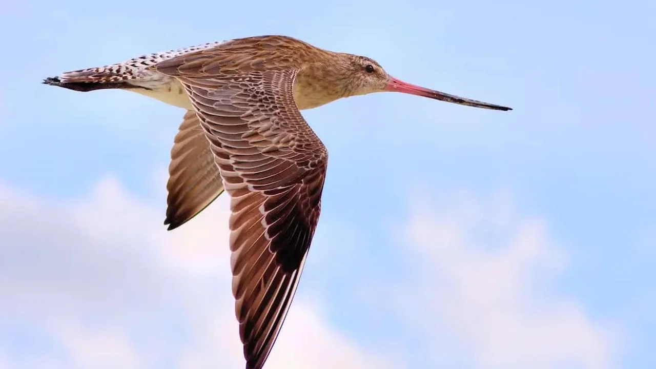 Young Godwit Sets 13,560-Kilometer Nonstop Pacific Flight Record