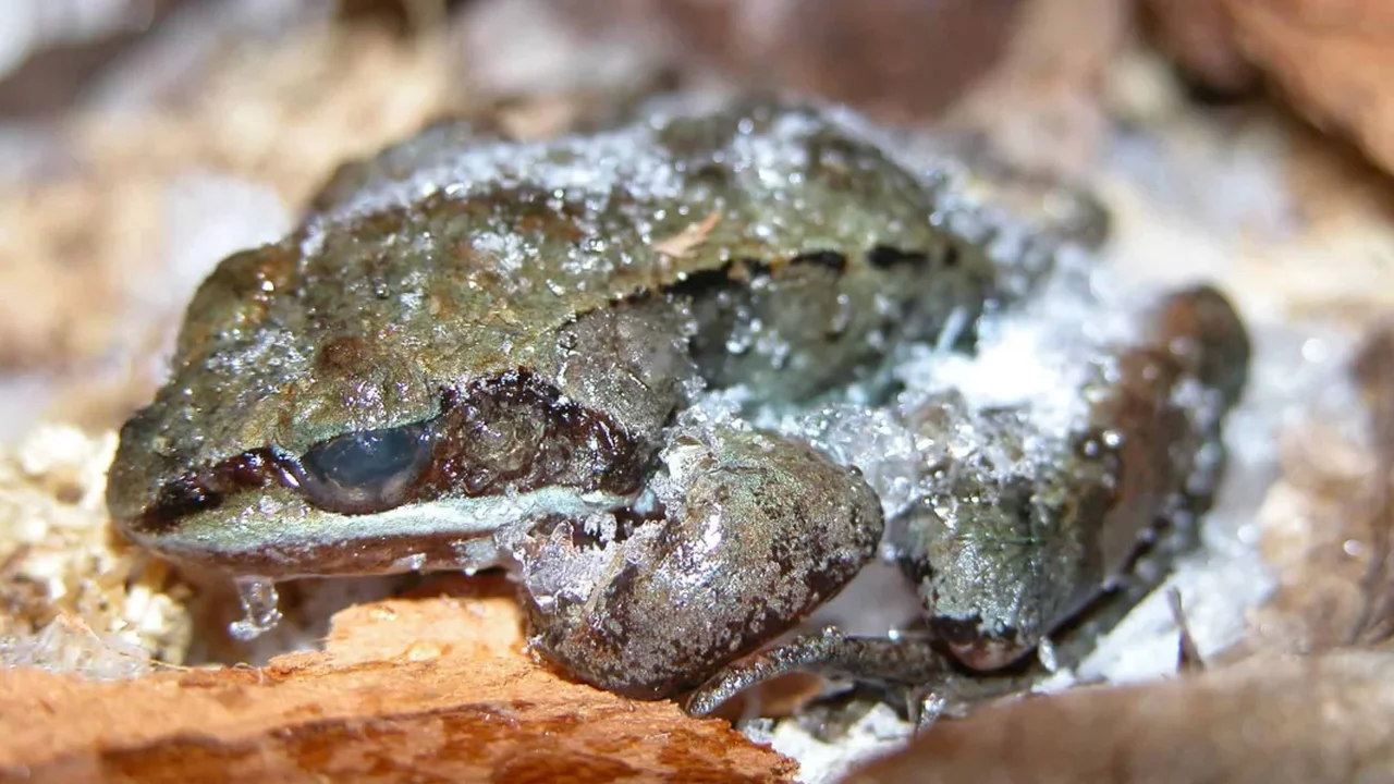 How Wood Frogs Could Inspire a New Era of Organ Preservation