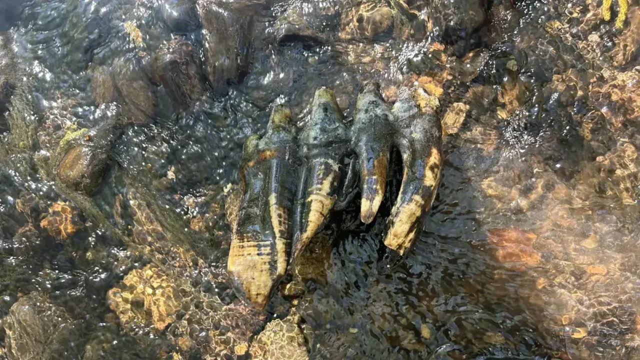 California Creek Discovery Reveals Exceptionally Preserved Pacific Mastodon Tooth
