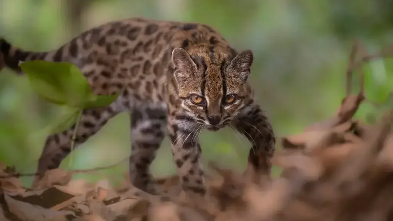 Bolivia's Tiny Tilcayo Recognized as a New Wildcat Species