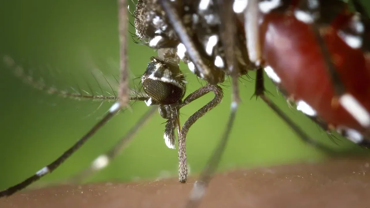 Your Skin's Scent May Attract Different Mosquitoes in Different Ways