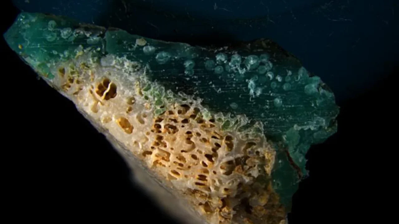 Okinawa Researchers Identify "Plasticoral," a New Coral-Plastic Hybrid