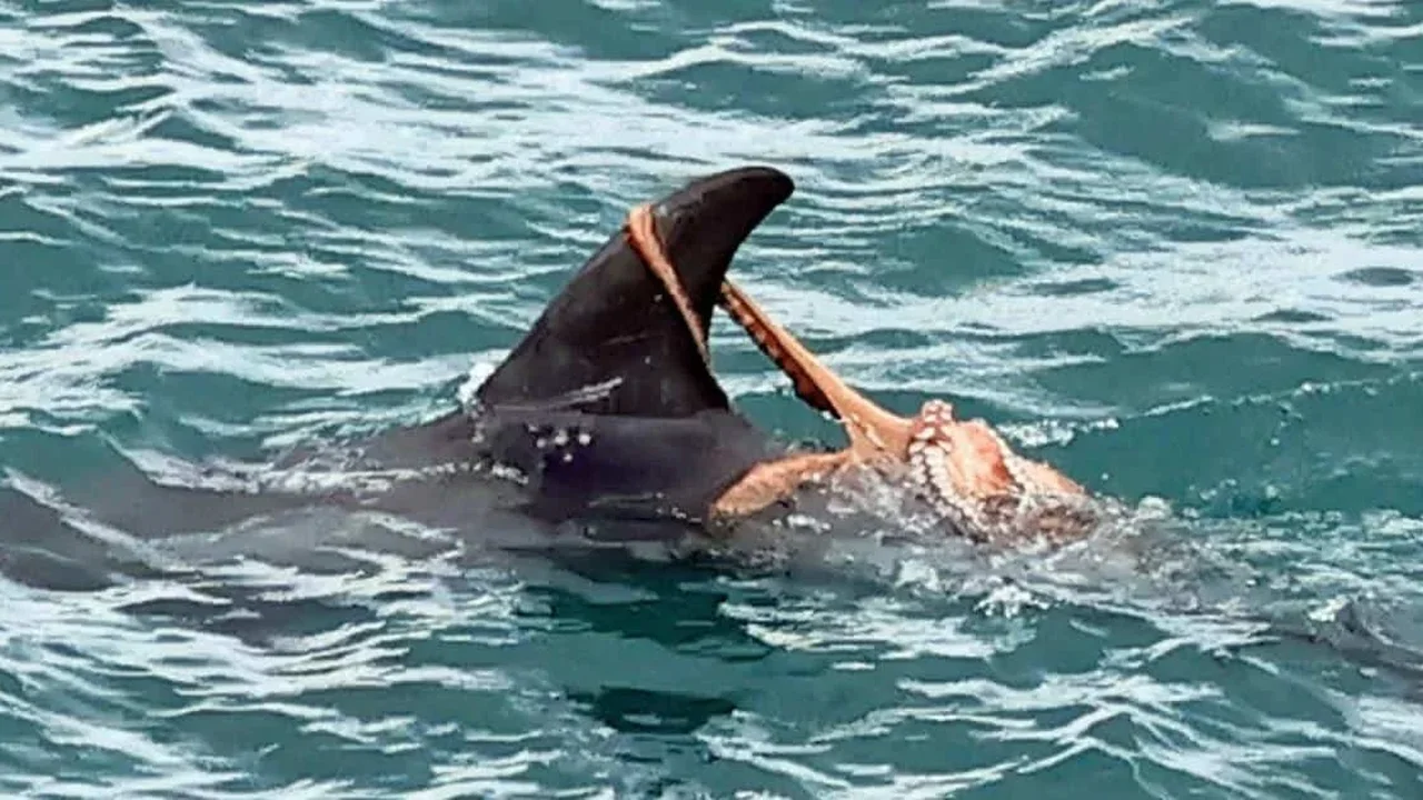 Rare Octopus-Dolphin Encounter Highlights a Changing Devon Sea