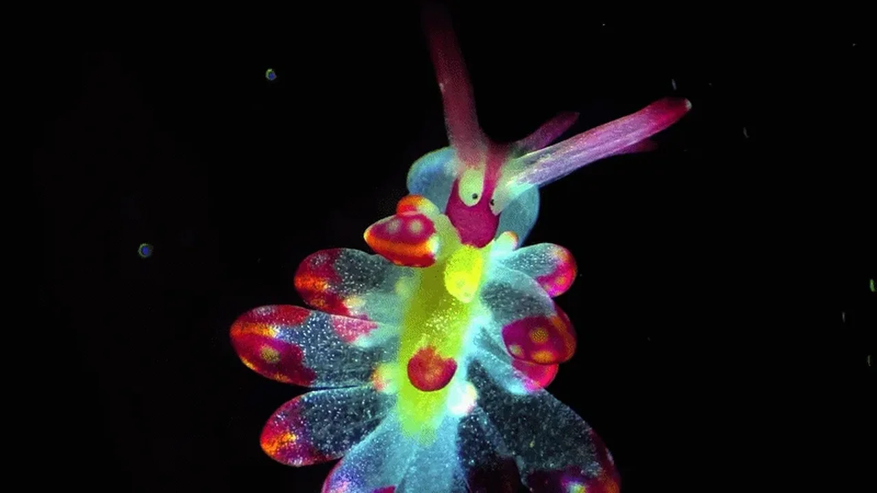 Nikon's Small World in Motion Celebrates the Science Within