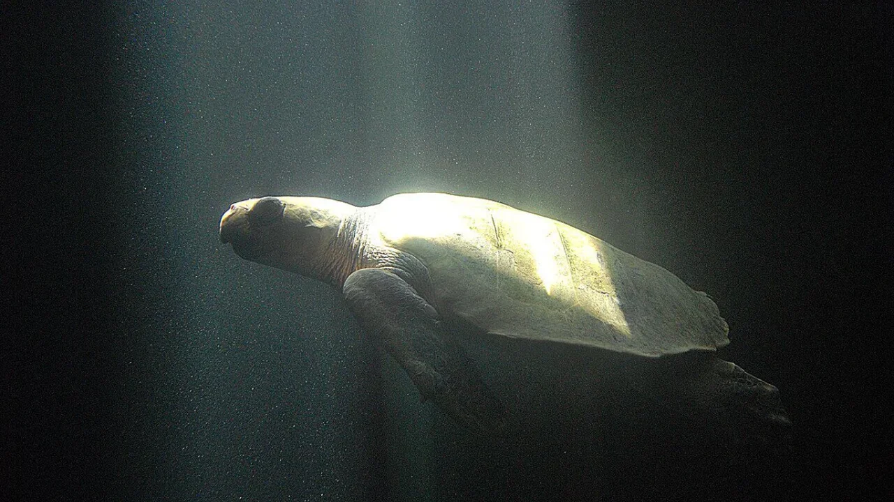 California Records Its First Olive Ridley Sea Turtle Nests