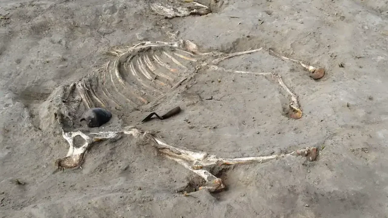 Mısır'daki Antik Kalede Onurlu Biçimde Gömülmüş 3.000 Yıllık At Bulundu