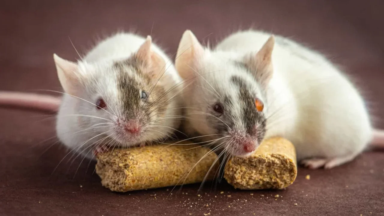 Human-Animal Chimera Research Advances Toward Future Transplant Solutions