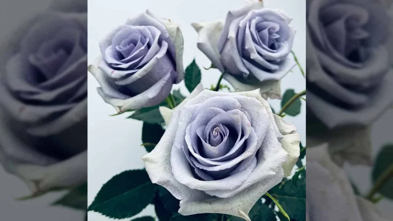 Scientists Bring Roses Closer to a True Blue Hue