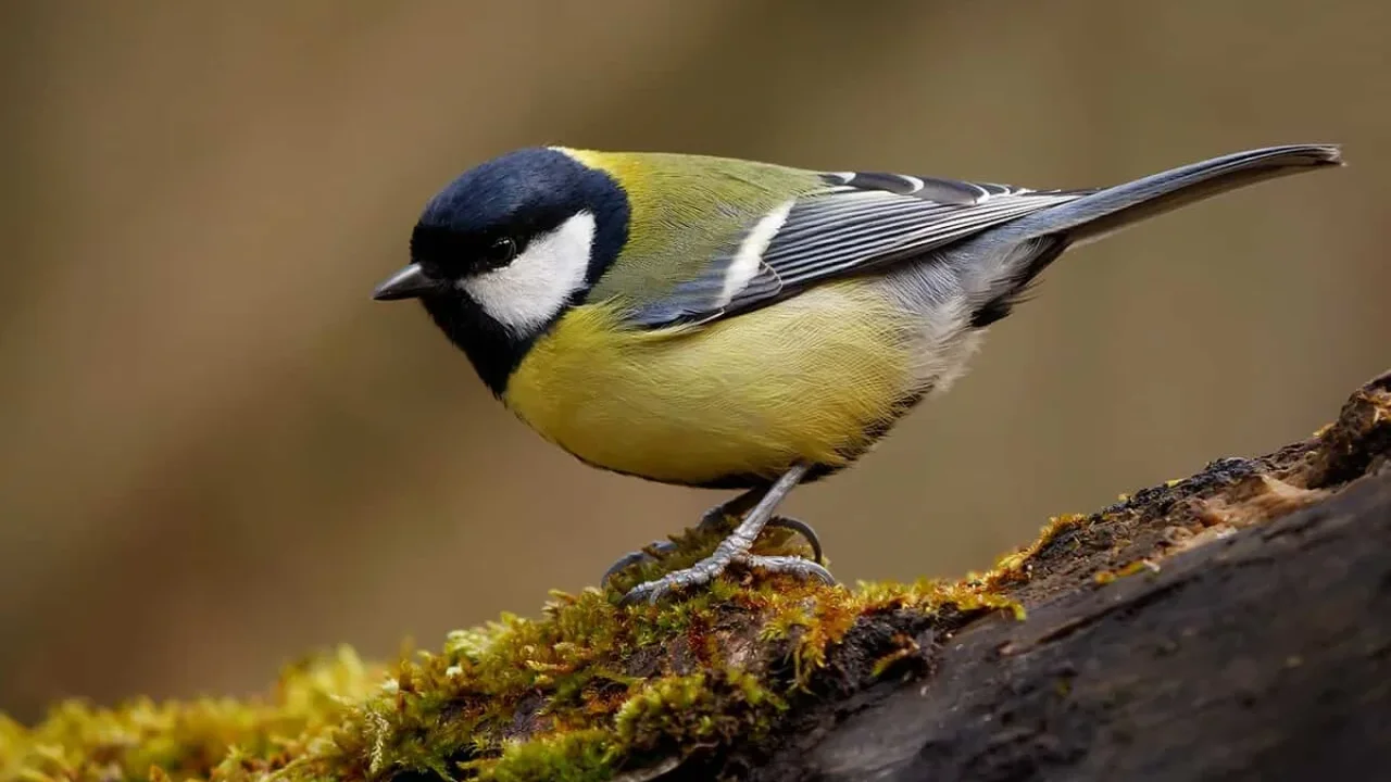 Great Tits Reveal a Remarkable World of Bird Culture and Urban Adaptation