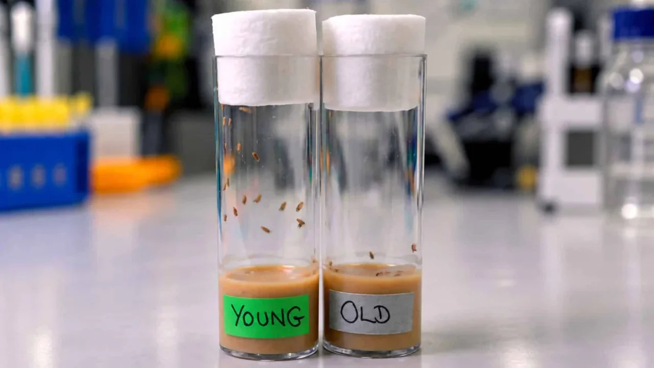 Direct AMPK Activator Extends Lifespan Across Three Model Species