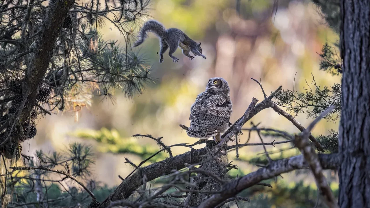 Nikon Comedy Wildlife Awards 2026 Reveals Its Playful Finalists
