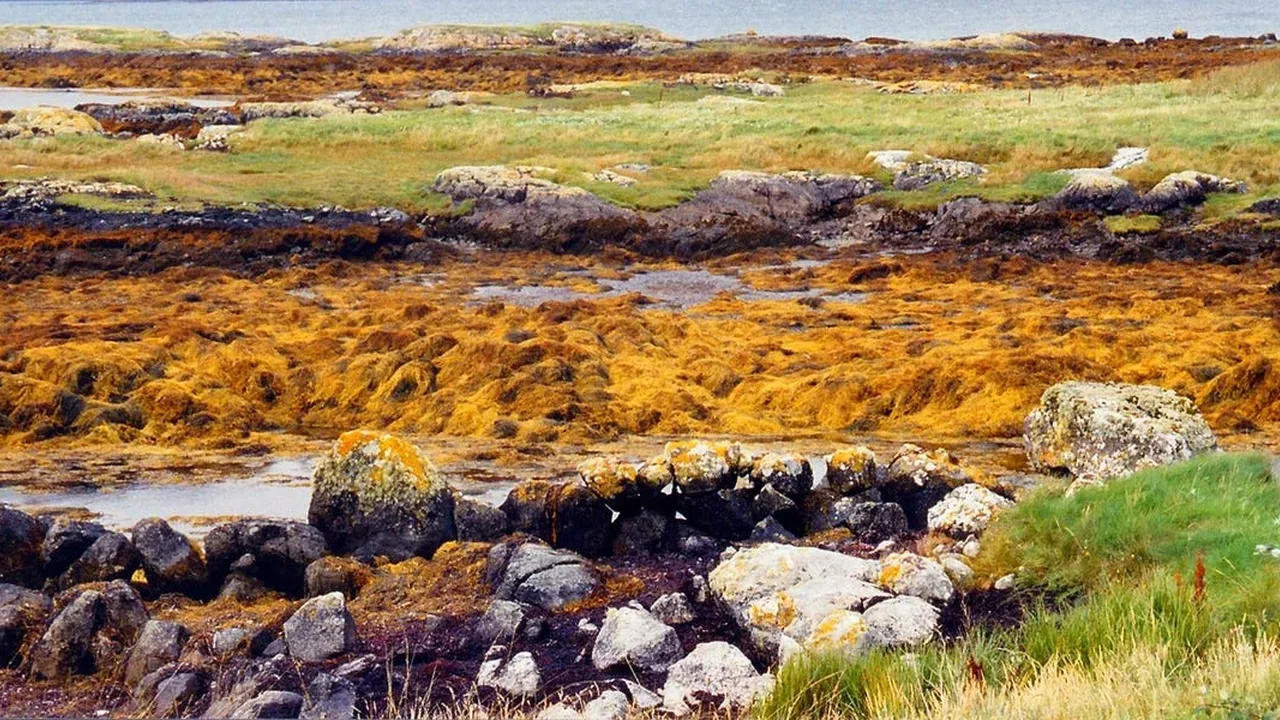 Irish Sea Moss: What Science Says About the Wellness Favorite