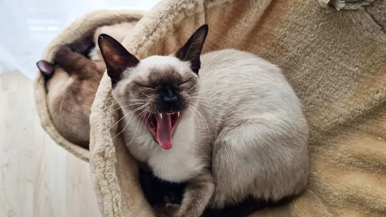 Study Links Cat-Friendly Nations With Higher Happiness Scores