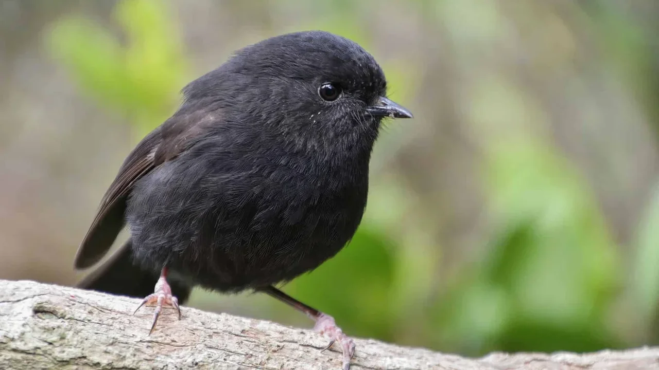 Black Robin's Remarkable Comeback Earns New Zealand's Bird of the Year Title