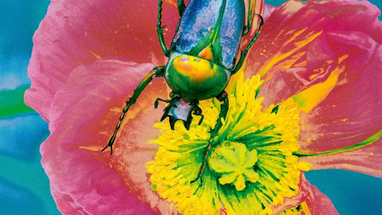 Elizaveta Porodina Explores Biomimicry Through the World of Insects