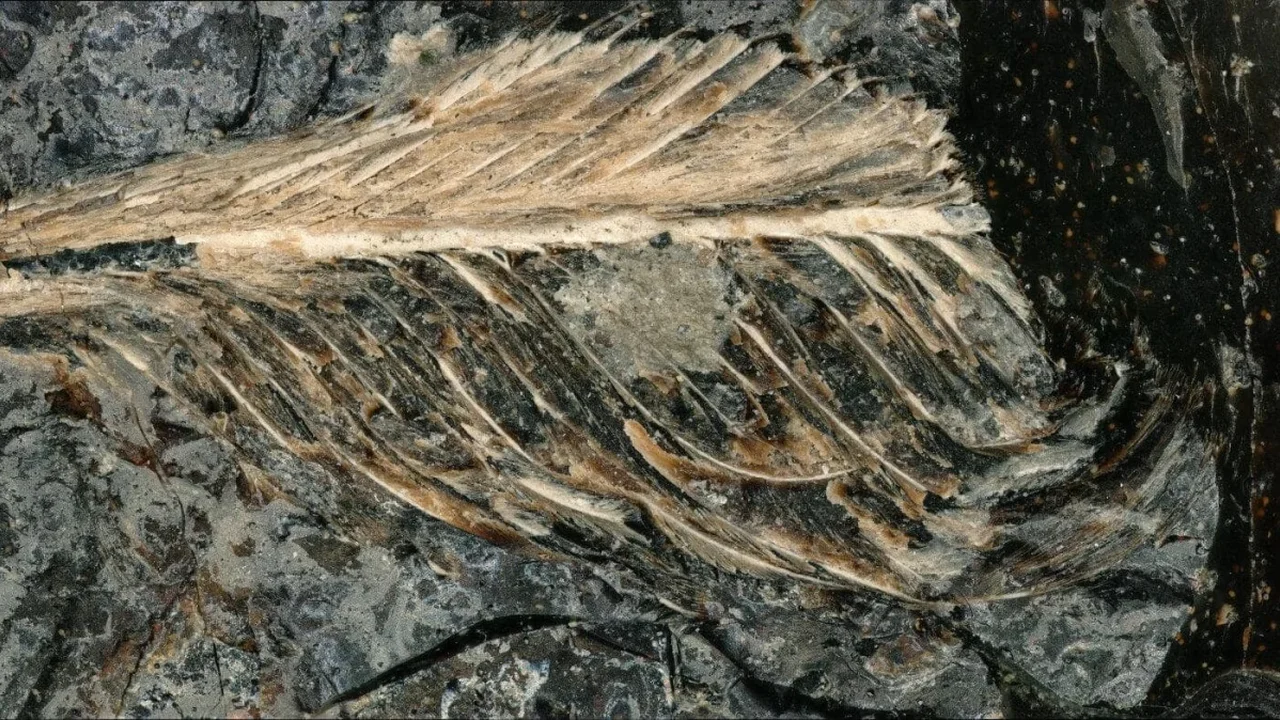 66-Million-Year-Old Fossil Reveals Rare 3D Bird Feathers Preserved in a Coprolite