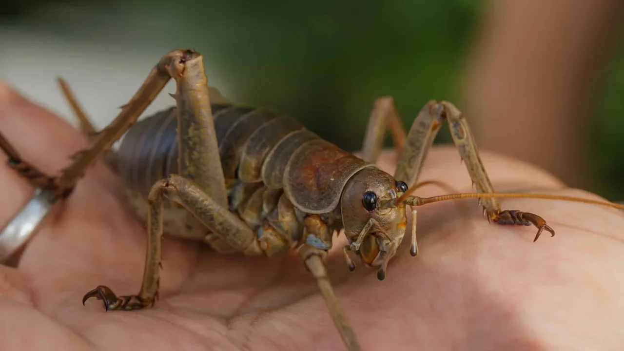 New Zealand's Giant Wētāpunga Is Breeding in the Wild Again