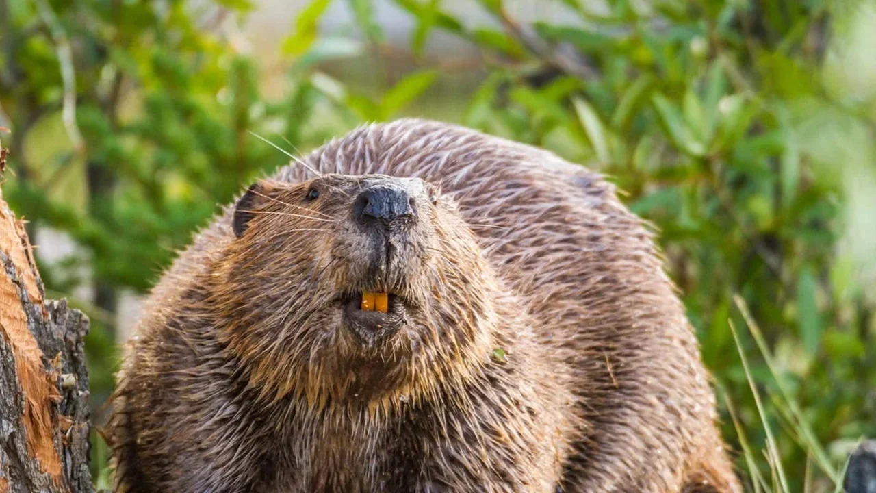 What "Beaver Butt" Flavor Really Means on Food Labels