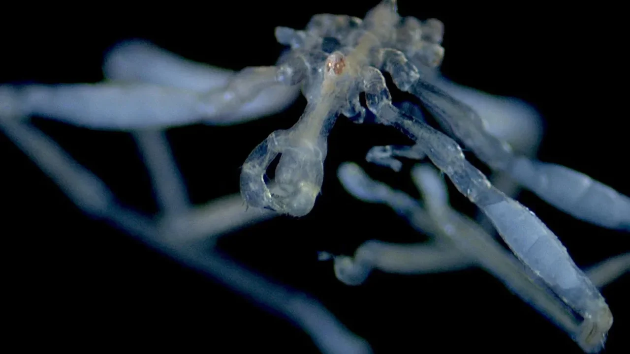 Two New Sea Spiders Reveal Hidden Diversity in the Salish Sea