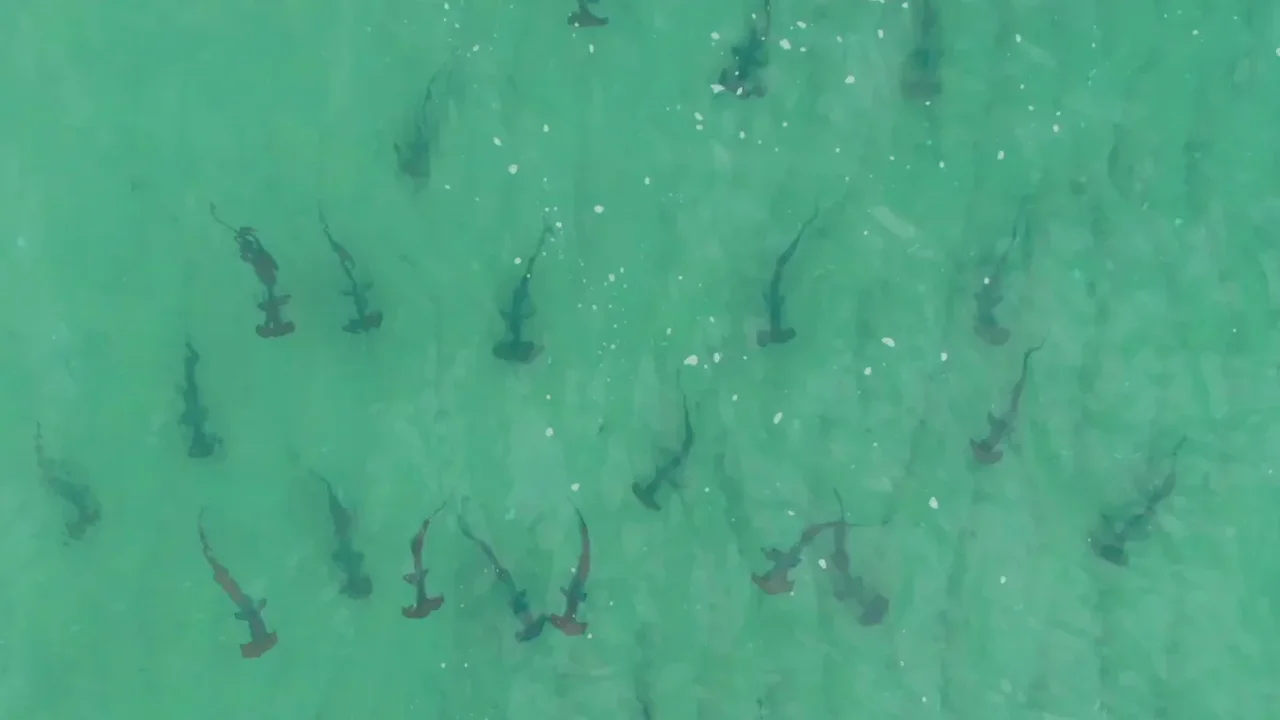 Drone Surveys Reveal Young Hammerhead Gatherings off Queensland Beaches