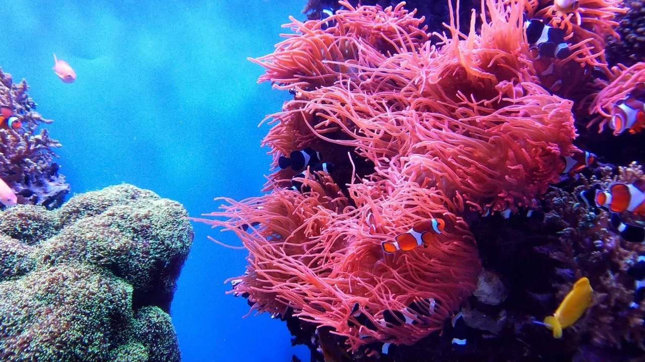Brief Contact With Healthy Corals Helps Bleached Colonies Recover in Lab Study