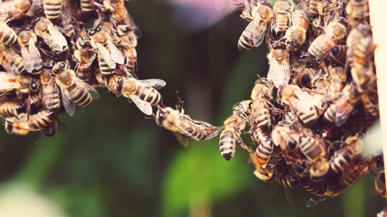 Honeybee Colonies May Have a Life Cycle of Their Own