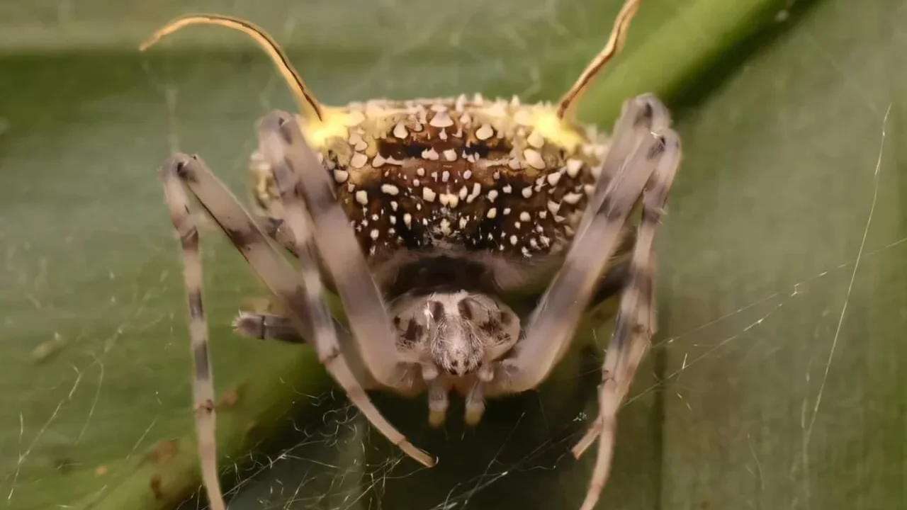 New Amazon Spider May Masquerade as a Fungus-Infected Corpse