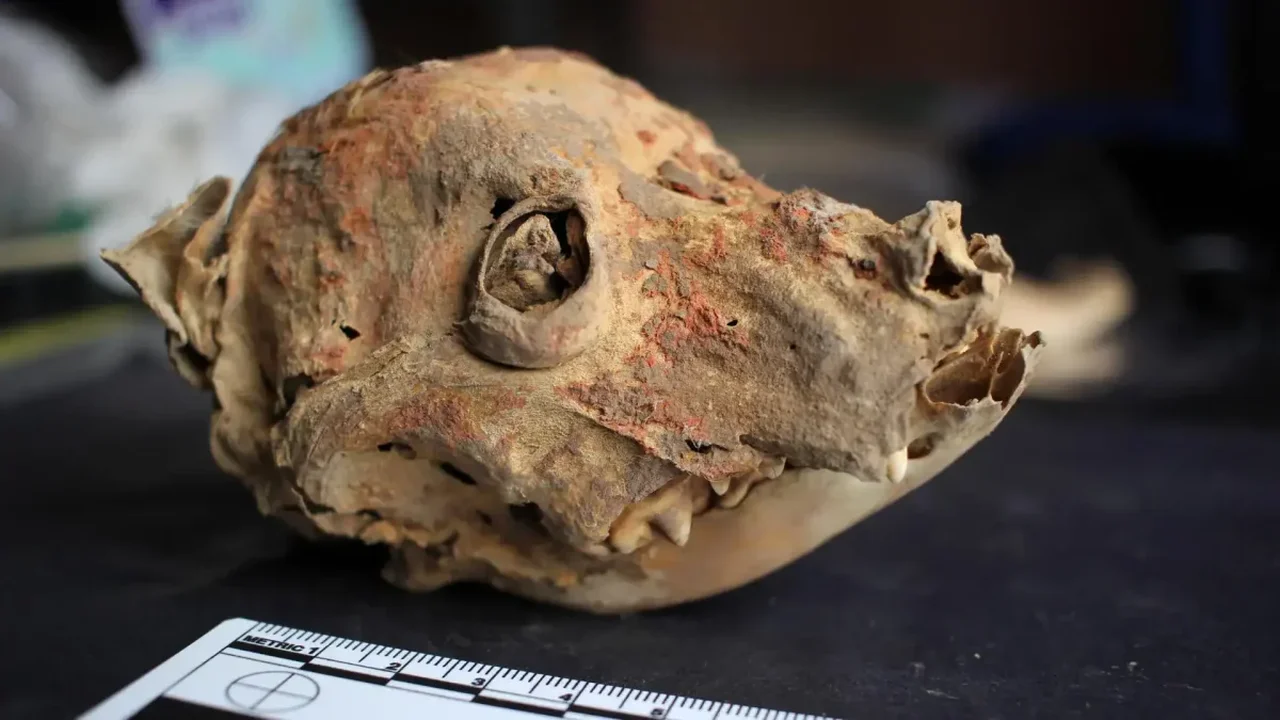 Peru's 1,200-Year-Old Dog Mummy Reveals a Wari-Era Hairless Breed