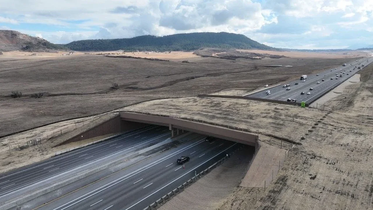 Colorado Wildlife Overpass Cuts I-25 Collisions by 91%