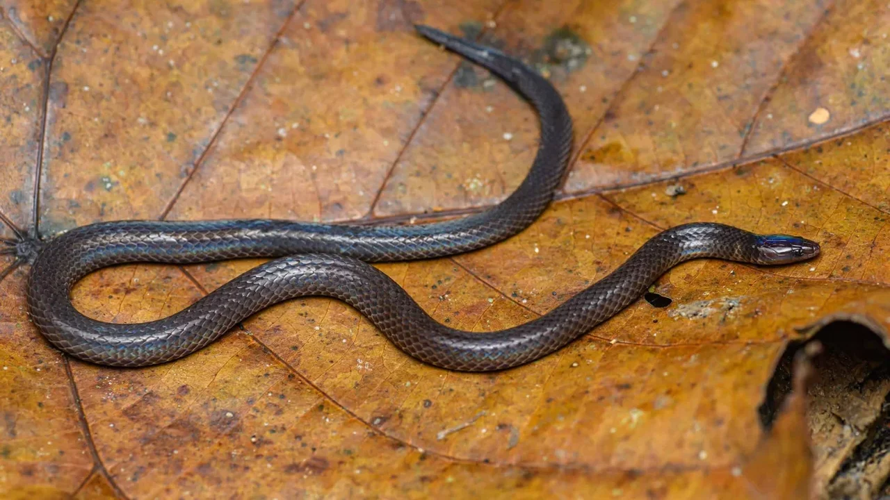 The Tiny Snakes That Flee by Cartwheeling at High Speed