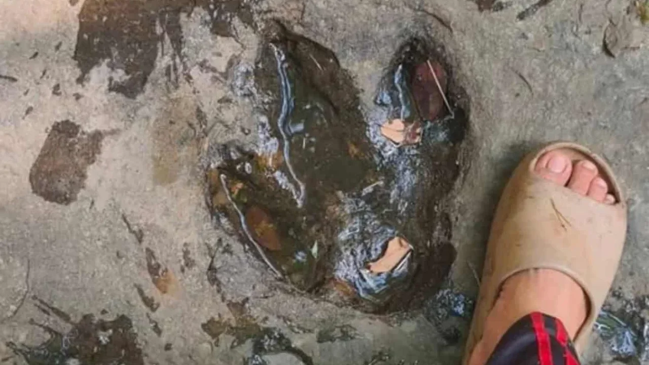 120-Million-Year-Old Dinosaur Trackway Discovered in Thailand