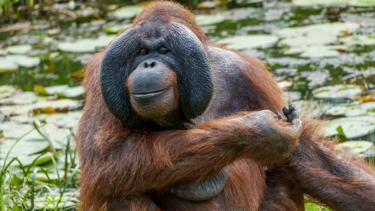Orangutans Show a Preference for Food Linked to Laughter
