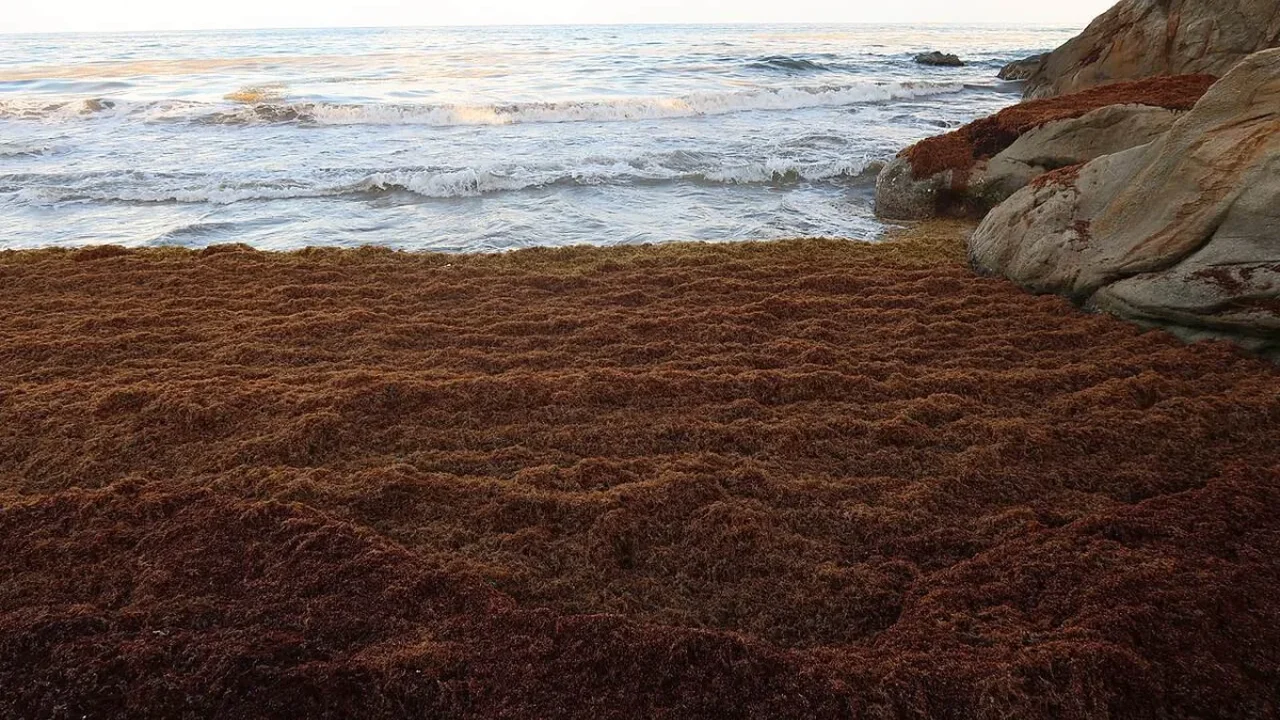 What Fuels the Atlantic's Vast Sargassum Belt? Scientists Find a Complex Mix
