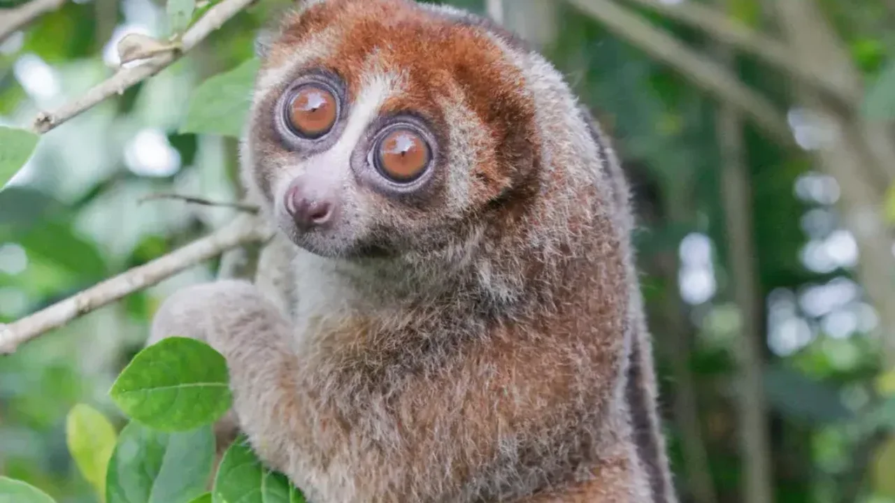 Bangka Slow Loris Found Alive After Nearly a Century Off Science's Radar