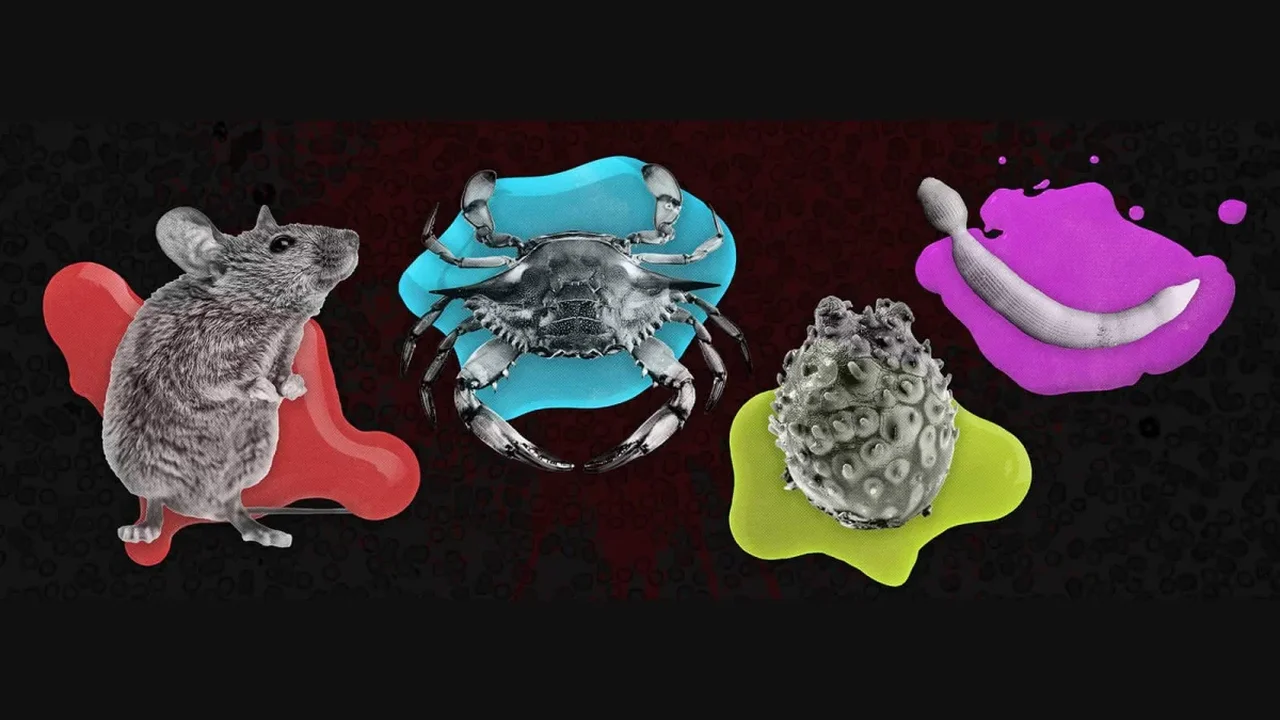 The Evolutionary Secrets Behind Blue, Green and Violet Blood