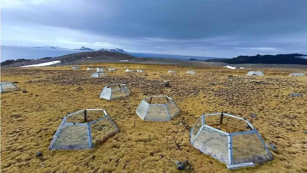 Antarctica's Two Native Flowering Plants React Differently to Warming