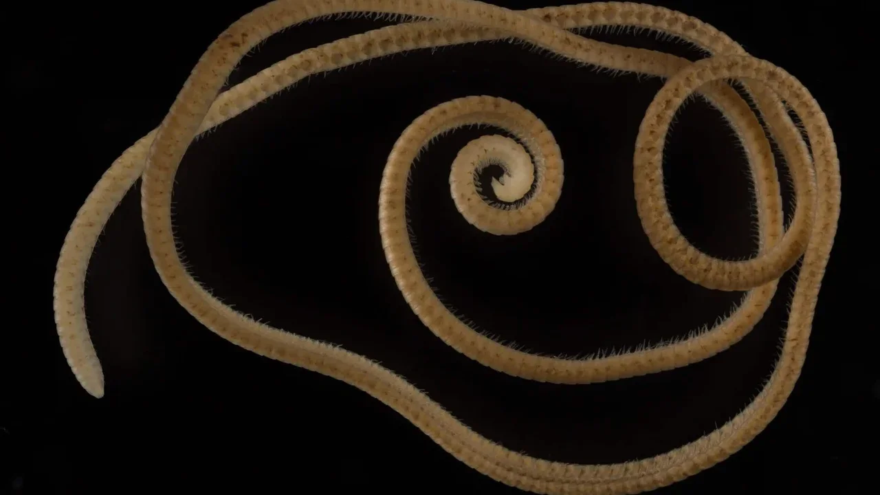 Meet Eumillipes persephone, the Eyeless Millipede With 1,306 Legs