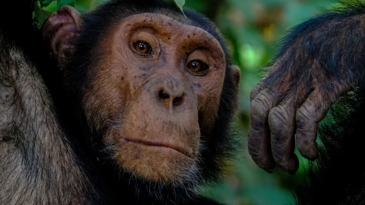 Ancient Viral DNA May Help Explain Differences in Human and Chimpanzee Brain Development