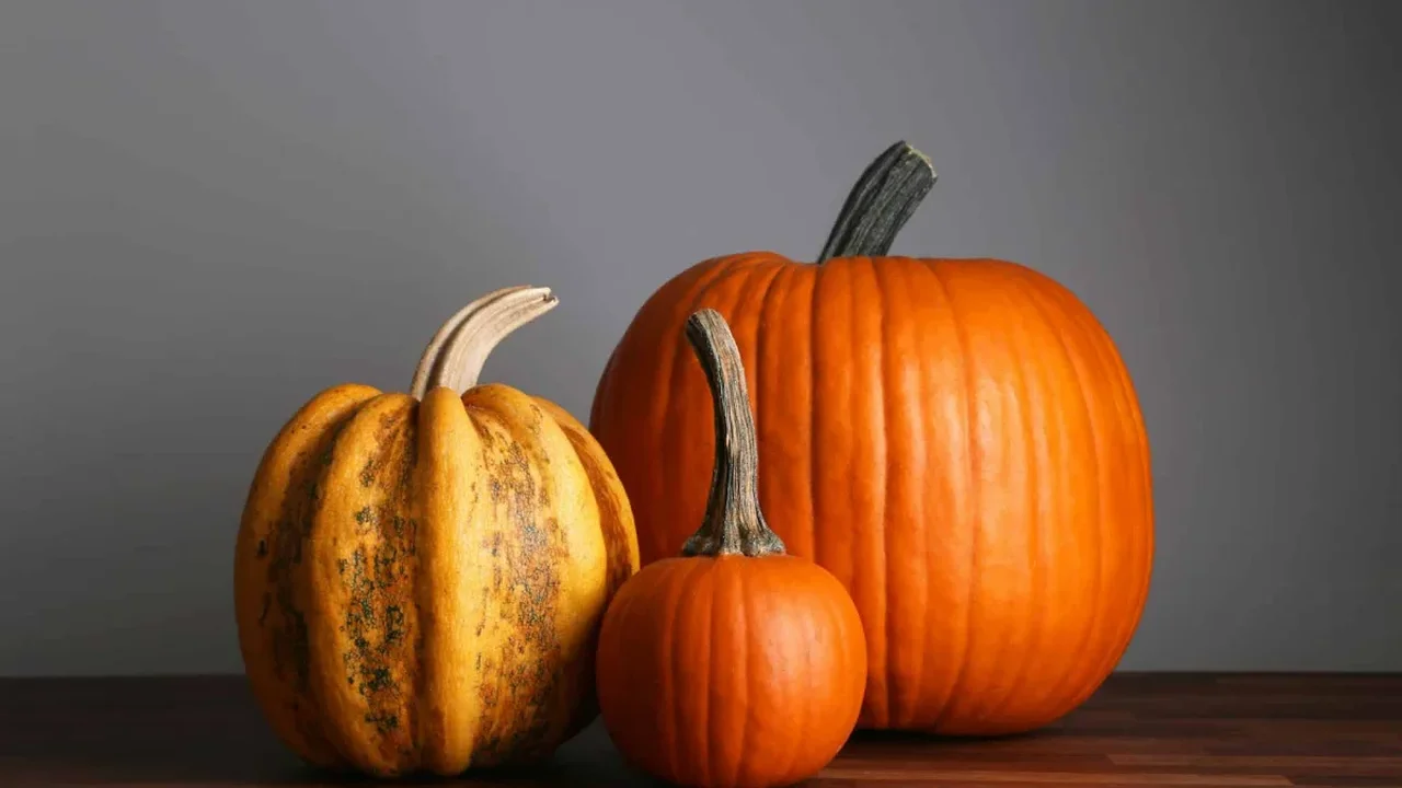 How Ancient Megafauna and Early Farmers Shaped the Pumpkin